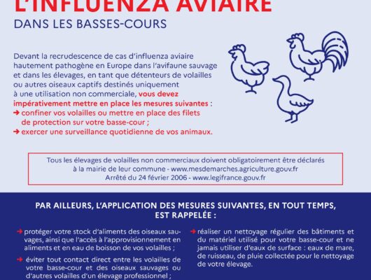 Thumbnail for the post titled: Influenza aviaire