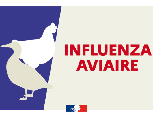 Thumbnail for the post titled: INFLUENZA AVIAIRE HAUTEMENT PATHOGÈNE (IAHP)PASSAGE A UN NIVEAU DE RISQUE ÉLEVÉ
